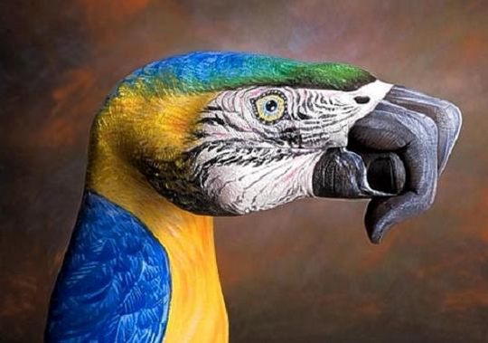 parrot_guido_daniele - eh